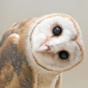 Meet your Posher, Shami